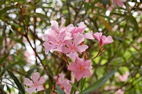 Oleanderblüte