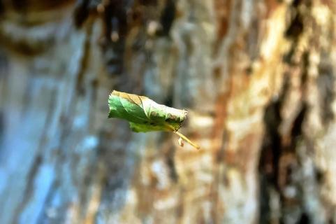 Tanzendes Blatt