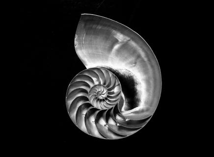 Nautilus