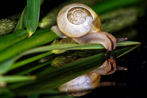 Schnecke betrachtet sich im Spiegel