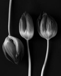 Three Tulips