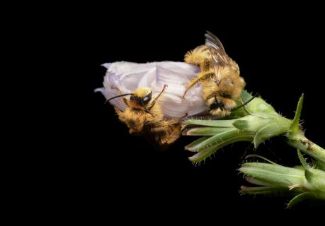 Träumende Hosenbienen