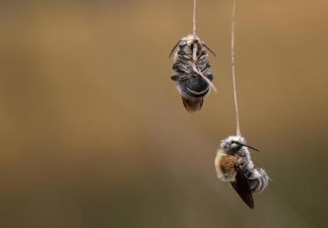 Wildbienen-Mobile