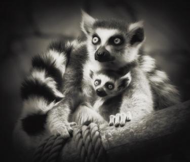 Lemuren 