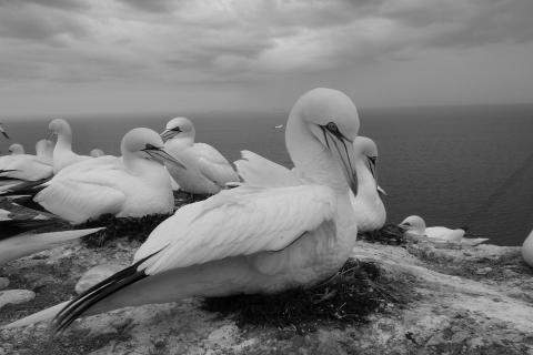 Basstölpel auf Helgoland 