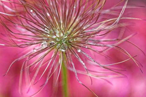 Pasque flower abstract