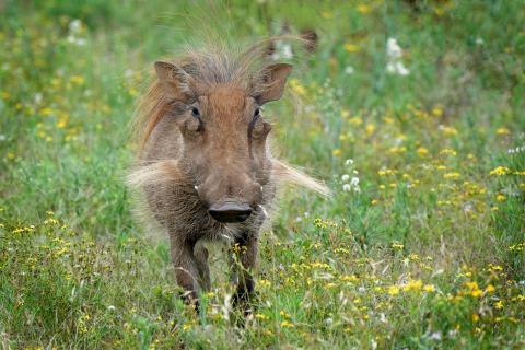 Warzenschwein und Wildblumen