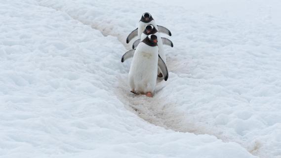 Pinguin Highway