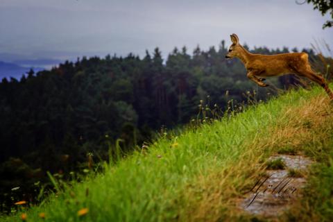 Rehkitz auf der Flucht