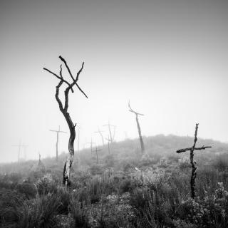 Forest of Crosses