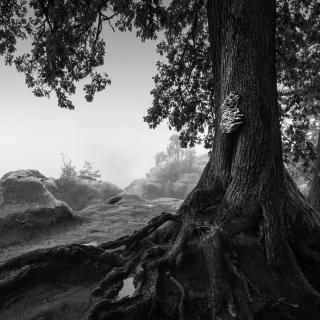 Old Oak | Elbsandsteingebirge