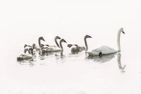 Schwanenfamilie - HighKey in Schwarz und Weiß