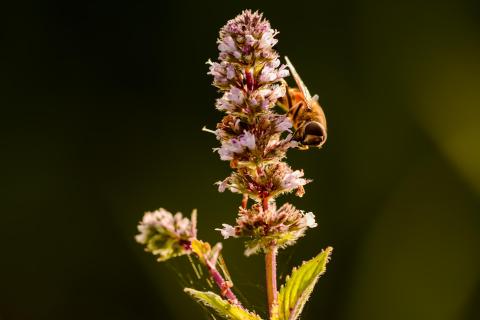 Biene an Minzblüte02