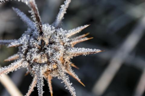 Väterchen Frost