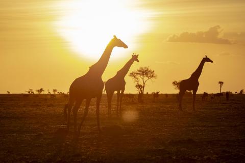 Giraffen im Abendlicht