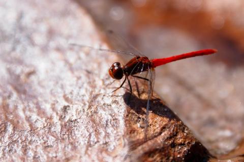 Libelle