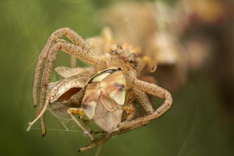 Fressszene der veränderlichen Krabbenspinne