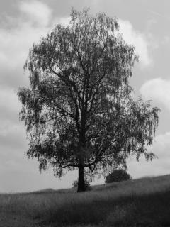 Der schöne Baum