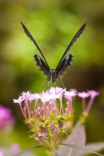 Schmetterling