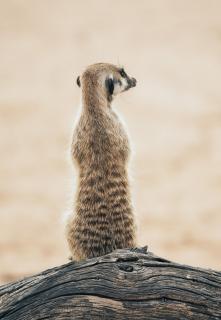 Erdmännchen