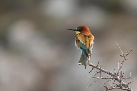 Bienenfresser auf Kreta