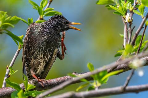 Star (Sturnus vulgaris)