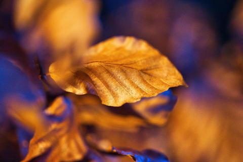 golden nature