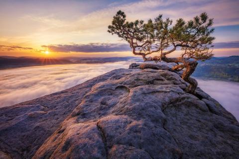 Wetterkiefer am Lilienstein 