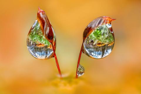 Pilz Reflexion in Wassertropfen