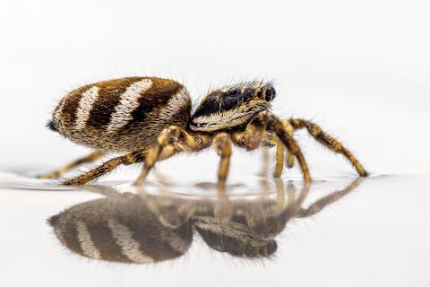 Springspinne badet