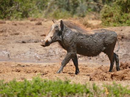 Warzenschwein