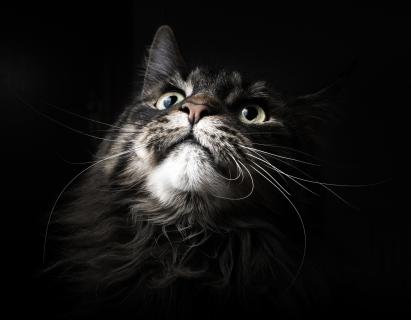 Merlin-Man