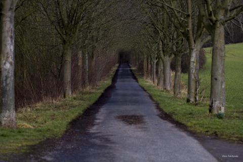 gruseliger Waldweg 