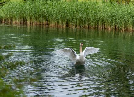 Schwan pally_park_Schweiz (1 von 1)