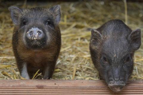 Hängebauchschweine im Stall