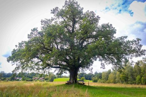 Baum am Chiemsee
