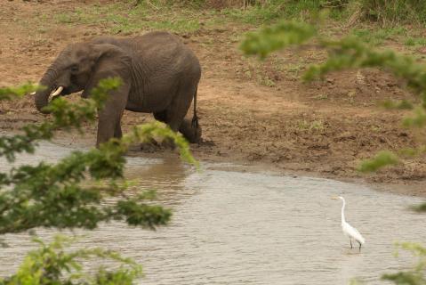 Kranich trifft Elefant