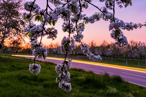 Abendverkehr unterm blühendem Kirschbaum 