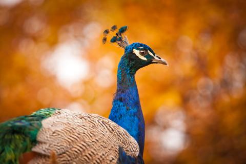 Pfau im Herbst