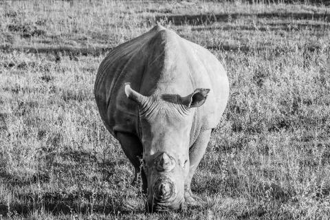 Nashorn SW