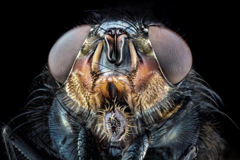 FlyFace 1