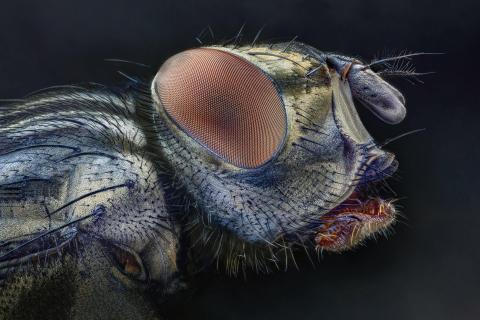 FlyFaceSide