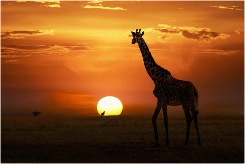 In der Abendsonne