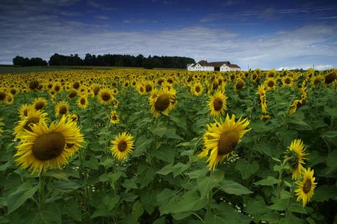 Sonnenblumen