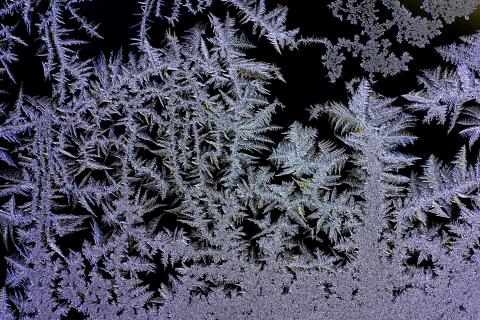 Eisblumen