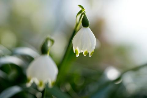 Schneeglöckchen