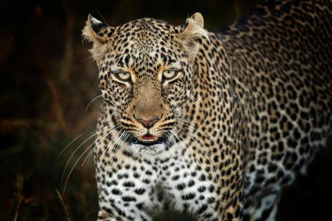 Leopard