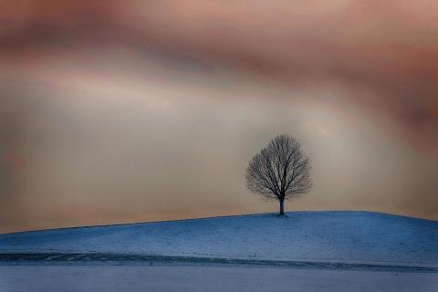 Einsamer Baum