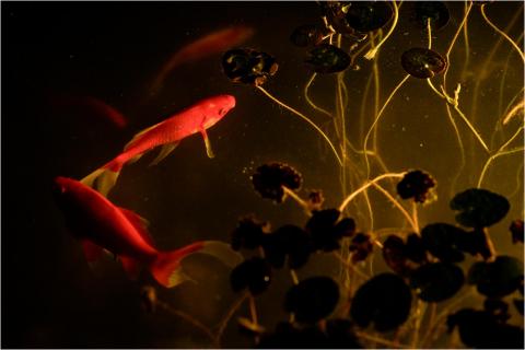Goldfisch