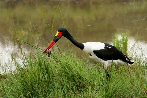 Sattelstorch mit Beute